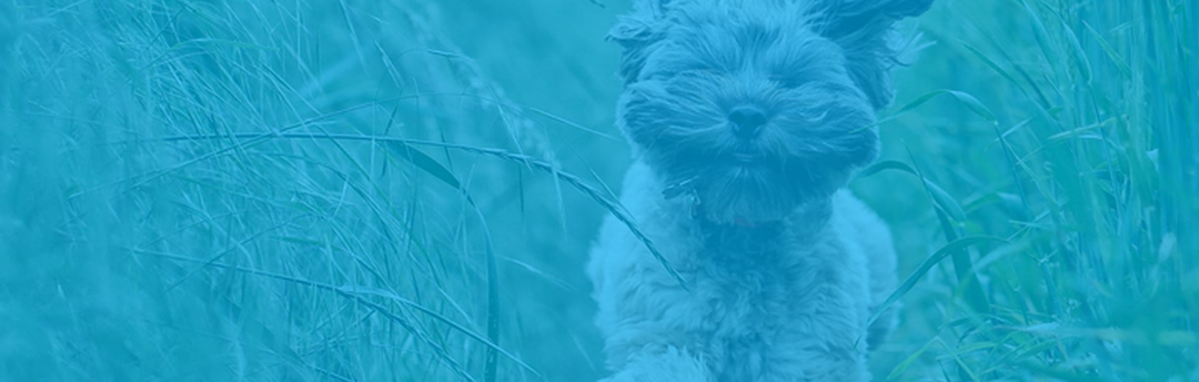 Shop here for our world famous Lazybonez comfort toys 1