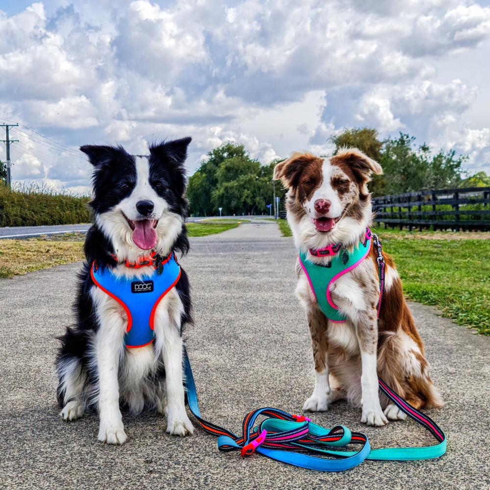 Harness and Leashes