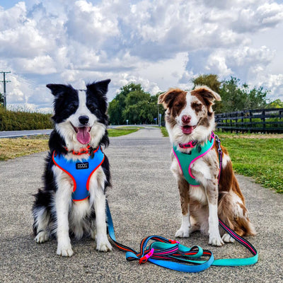 Harness and Leashes