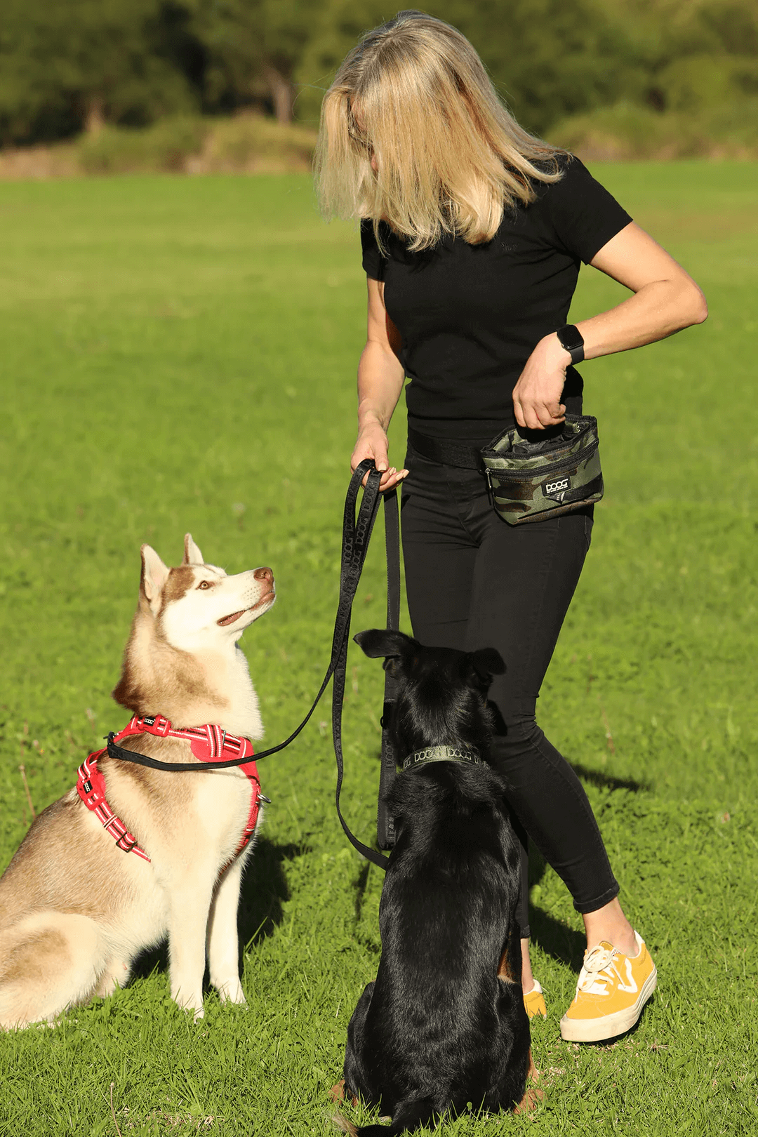 DOG TRAINING