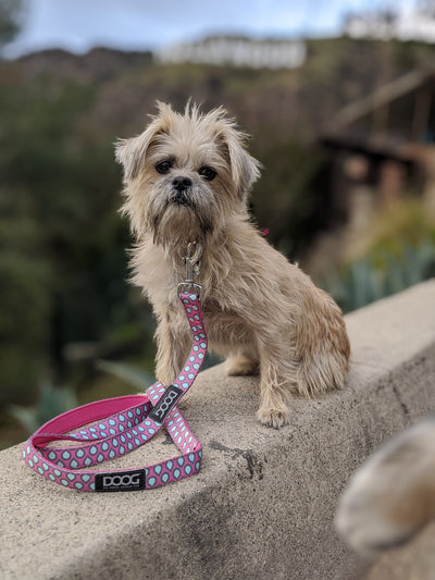 Neoprene Dog Leash