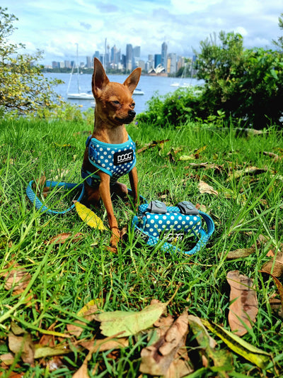 Neoprene Dog Leash