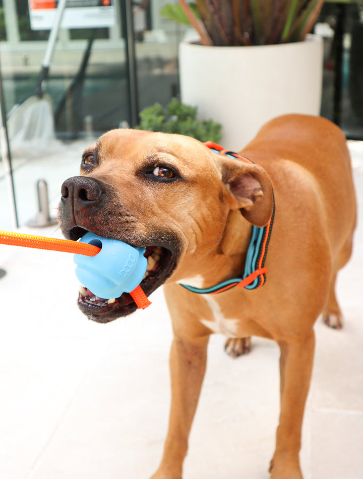 The Fetchables - Fetch & Tug Ball