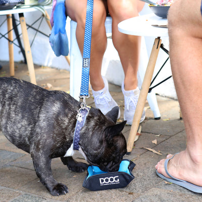 3 in 1 Water Bottle/Bowl