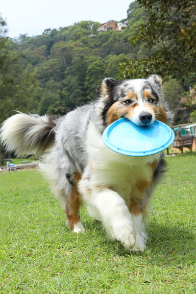 The FETCHABLES-  FETCH A DISC