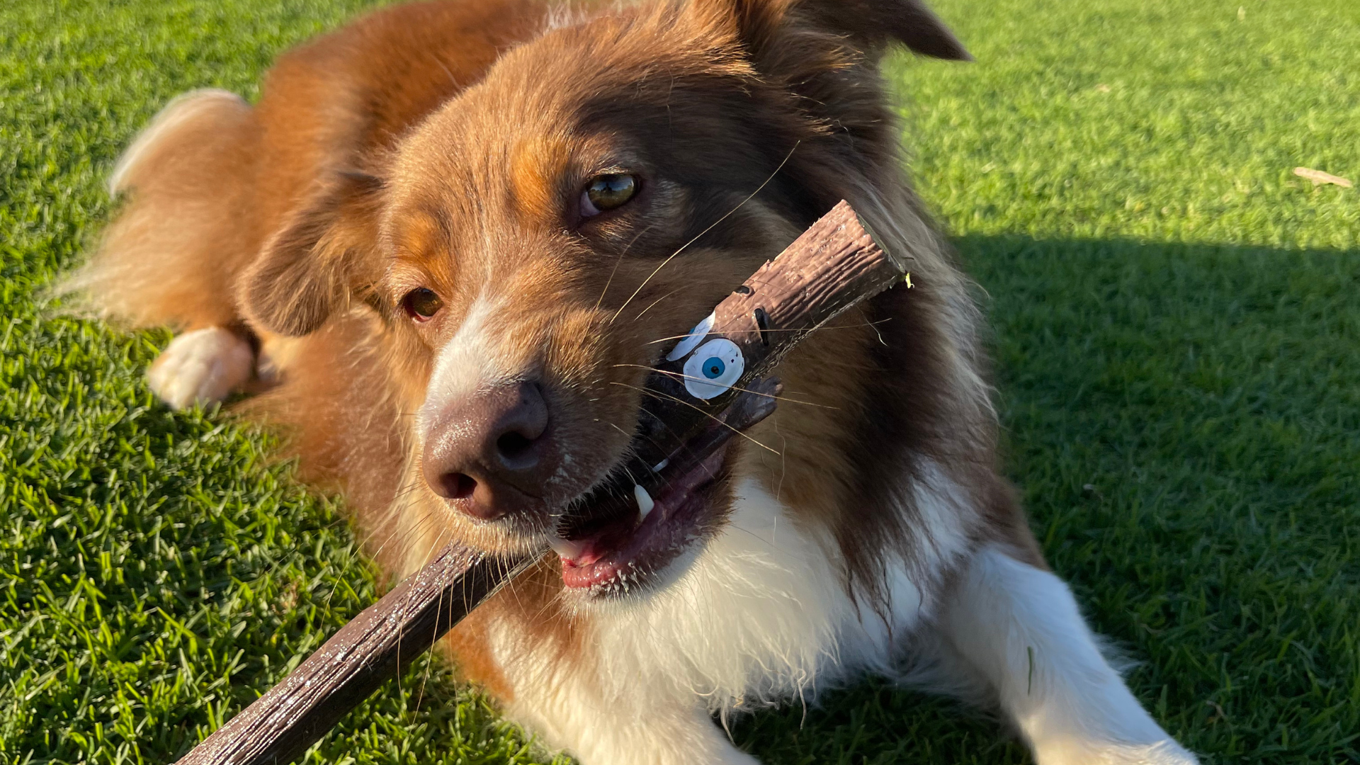 The DOOG Stick Family Fetch Toys DOOGUK