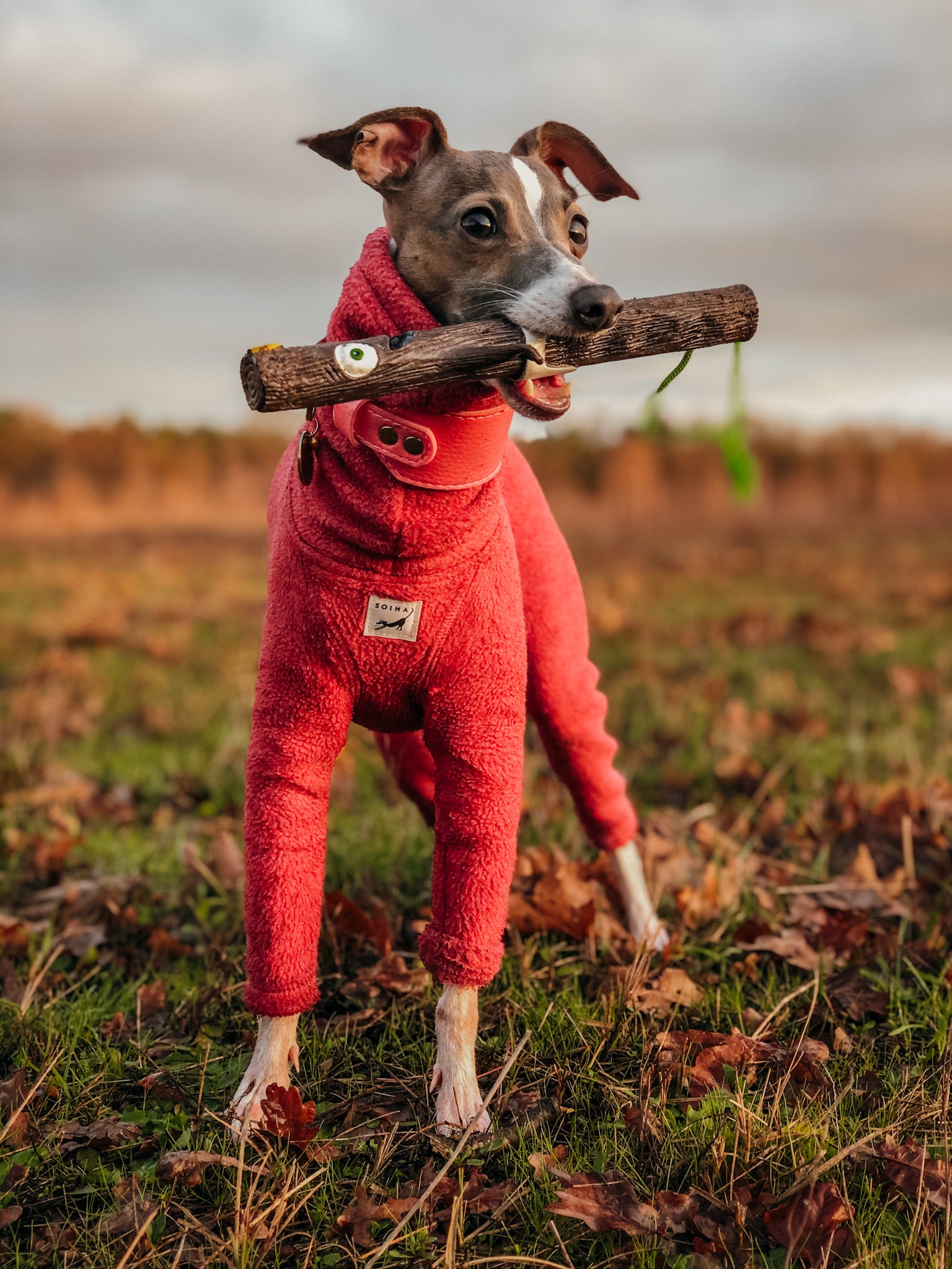 Doog shop deals