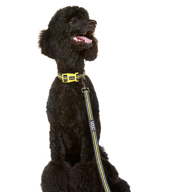 Neoprene Dog Leash