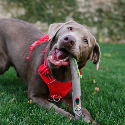 THE NEW STICK FAMILY - TWIGGY (WIFE)