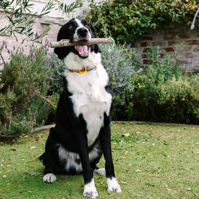 THE NEW STICK FAMILY - TWIGGY (WIFE)