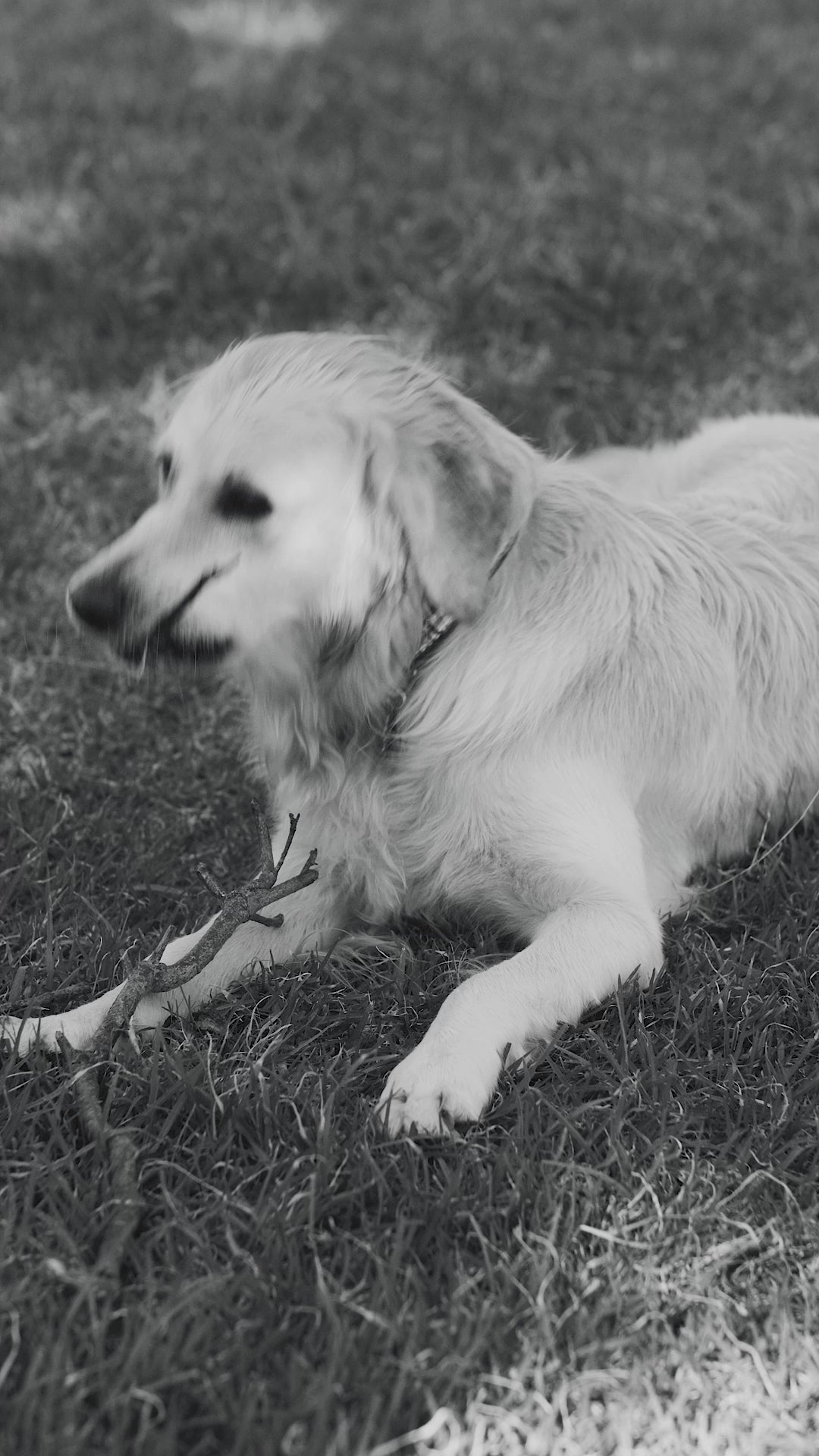 THE NEW STICK FAMILY - WOODY (HUSBAND)