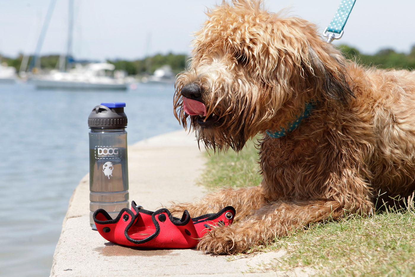 3 in 1 Water Bottle  & Bowl