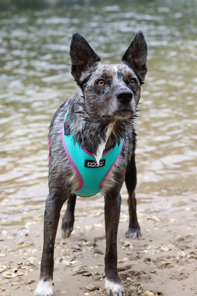 NEOFLEX SOFT HARNESS - NEON (RIN TIN TIN)