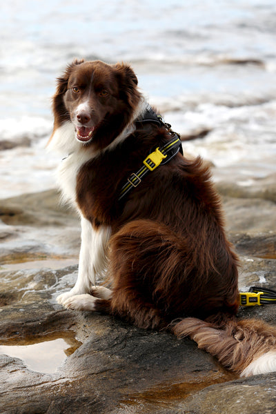 *NEW* NEOTECH Harness - Bolt