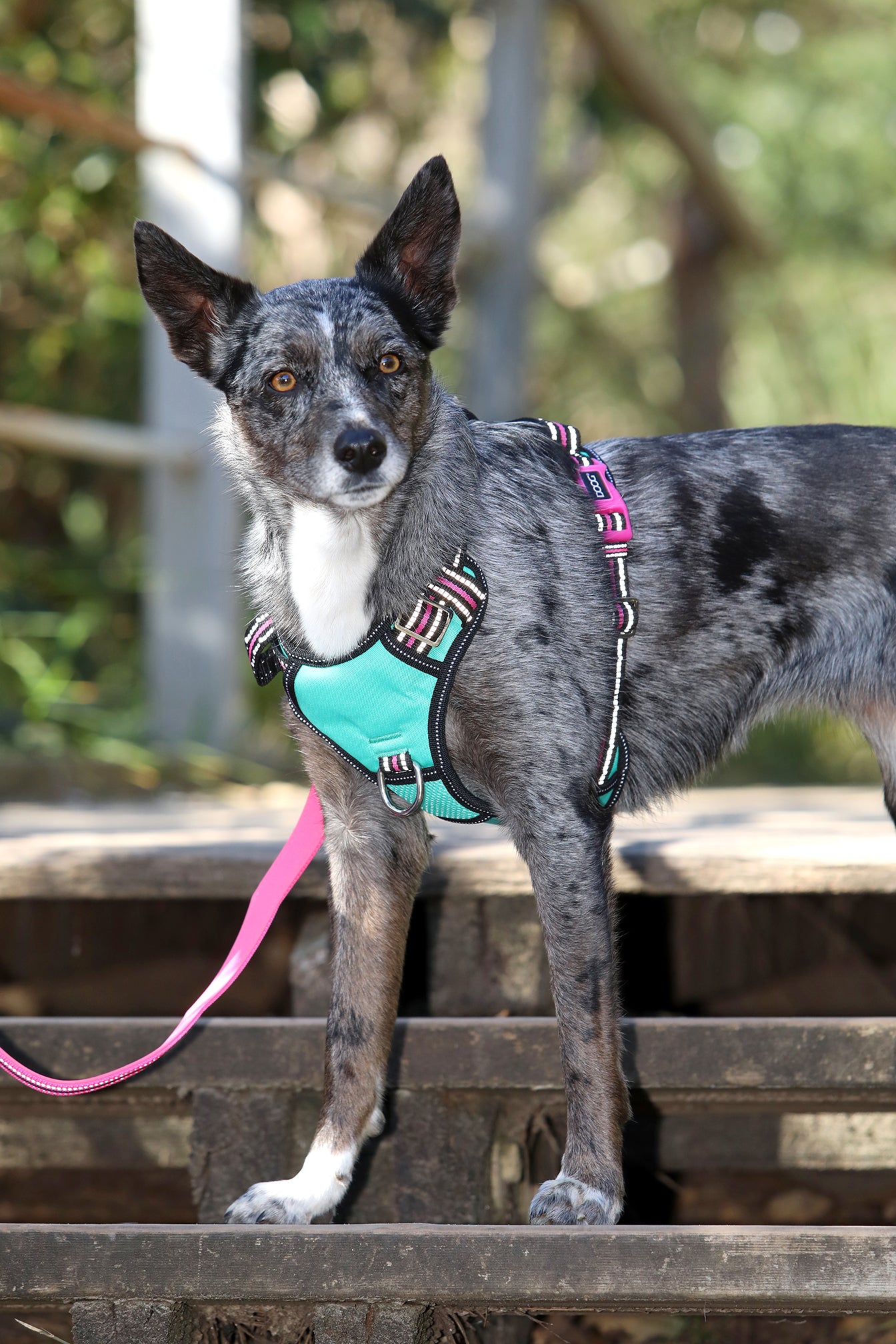 *NEW* NEOTECH HARNESS - RIN TIN