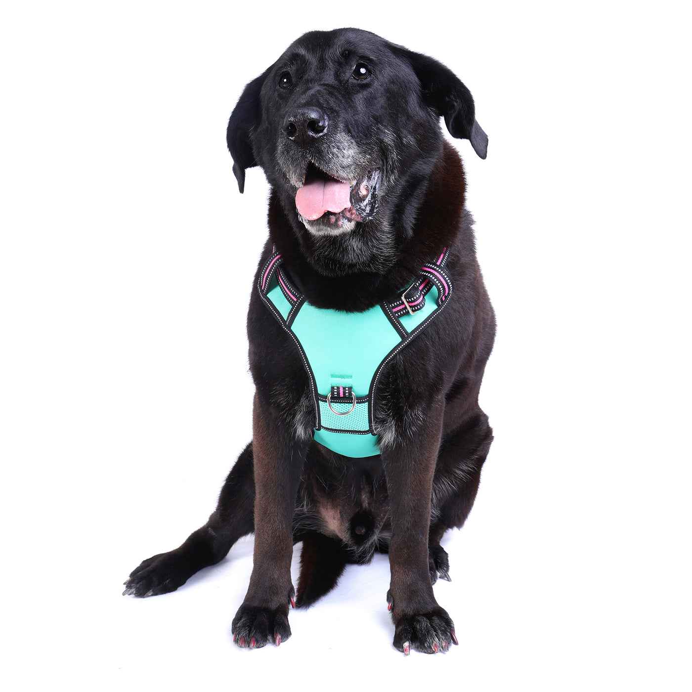 *NEW* NEOTECH HARNESS - RIN TIN