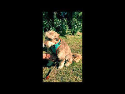 NEOFLEX SOFT HARNESS - NEON (RIN TIN TIN)